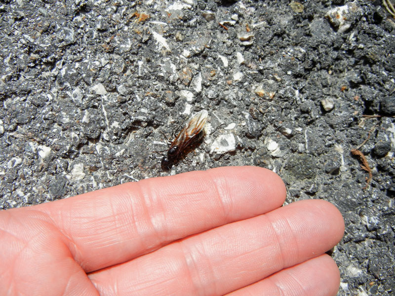 Femmina alata di Camponotus sp.